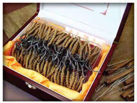 康平冬虫夏草回收